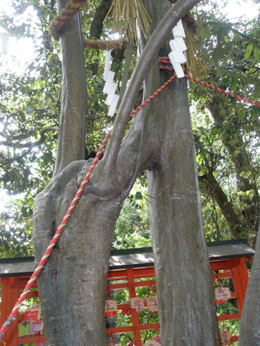京都 縁結びの神社 下鴨神社